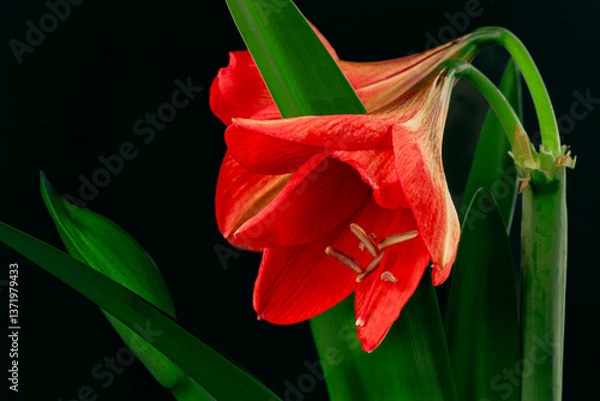 Fototapeta Amaryllis hippeastrum. Dutch Bulbous flowers. Red. Lily. Rose. Genus of plants of the Amaryllidaceae family. Amaryllis paradise; perennial bulbous plants. For holiday cards. On a white background