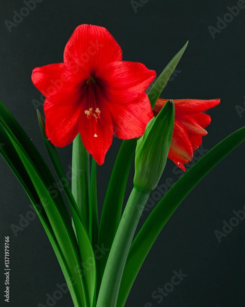 Fototapeta Amaryllis hippeastrum. Dutch Bulbous flowers. Red. Lily. Rose. Genus of plants of the Amaryllidaceae family. Amaryllis paradise; perennial bulbous plants. For holiday cards. On a white background