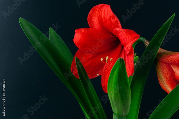 Fototapeta Amaryllis hippeastrum. Dutch Bulbous flowers. Red. Lily. Rose. Genus of plants of the Amaryllidaceae family. Amaryllis paradise; perennial bulbous plants. For holiday cards. On a white background
