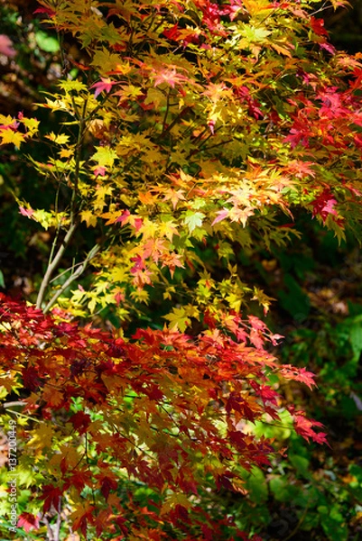 Fototapeta モミジ