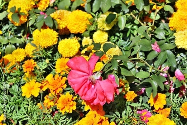 Fototapeta Bunte Blumen