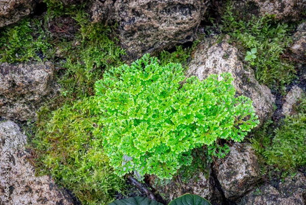 Fototapeta Selaginella apoda or kraussiana, also known as meadow spikemoss, is bred in a special room in a forest park in the city of Bogor, West Java, Indonesia
