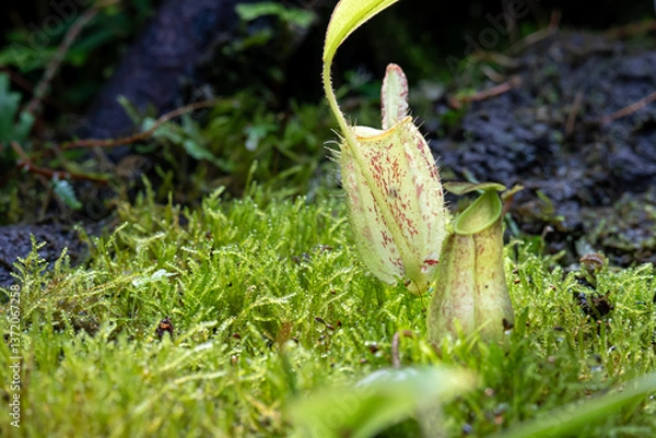 Fototapeta Nepenthes Rafflesiana, one of the species of Carnivorous Pitcher Plant, which is in a place with good care in a park in the city of Bogor