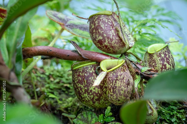 Fototapeta Nepenthes ampullaria, one of the species of Carnivorous Pitcher Plant, which is in a place with good care in a park in the city of Bogor