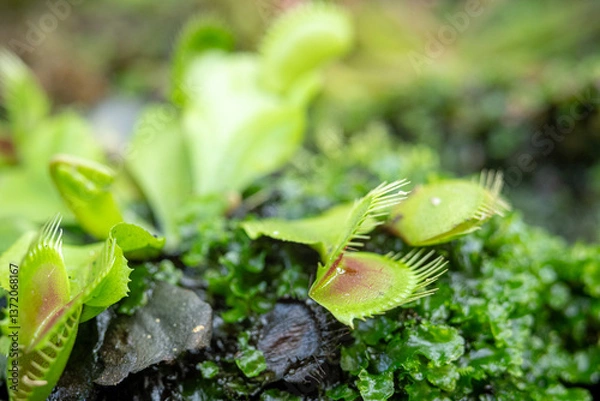 Fototapeta Venus Flytrap (Dionea Muscipula, one of the Carnivores Plants in a place with good care in a park in the city of Bogor