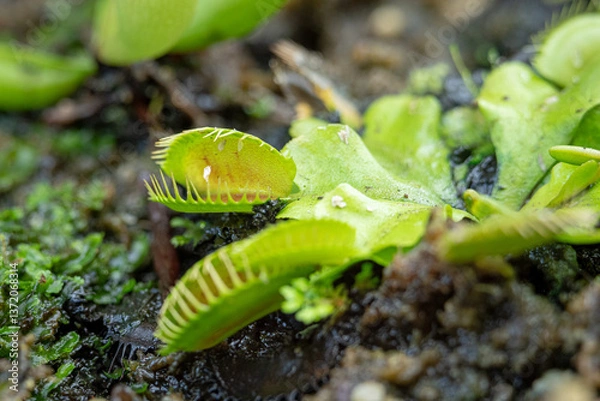 Fototapeta Venus Flytrap (Dionea Muscipula, one of the Carnivores Plants in a place with good care in a park in the city of Bogor