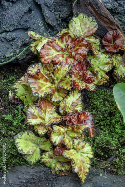 Fototapeta Begonia Sultan Hambali, one of the species of Begonia Plant, which is in a place with good care in a park in the city of Bogor