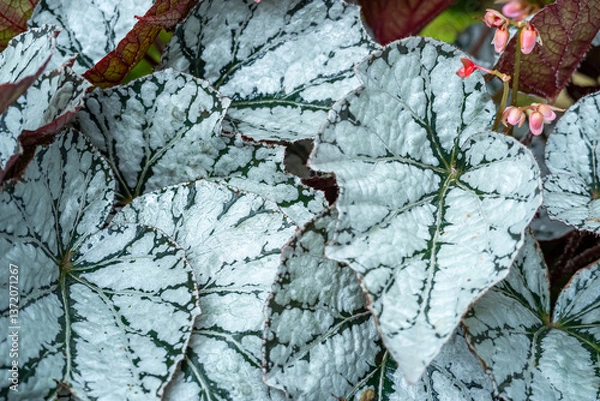 Fototapeta Painted-Leaf Begonia (begonia rex), one of the species of Begonia Plant, which is in a place with good care in a park in the city of Bogor