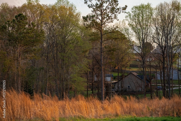 Obraz sunset light in the woods