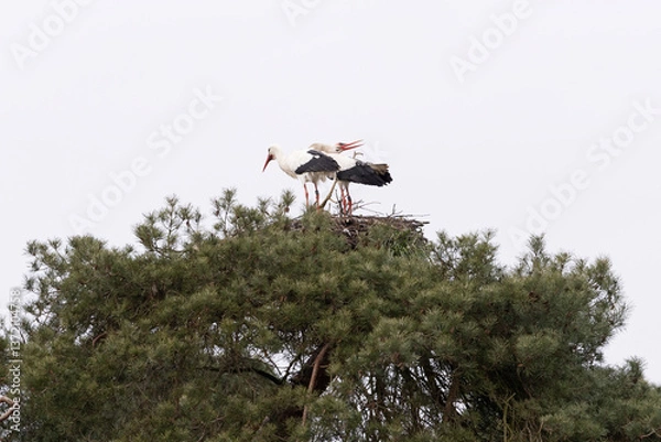 Fototapeta Two storks on a nest 