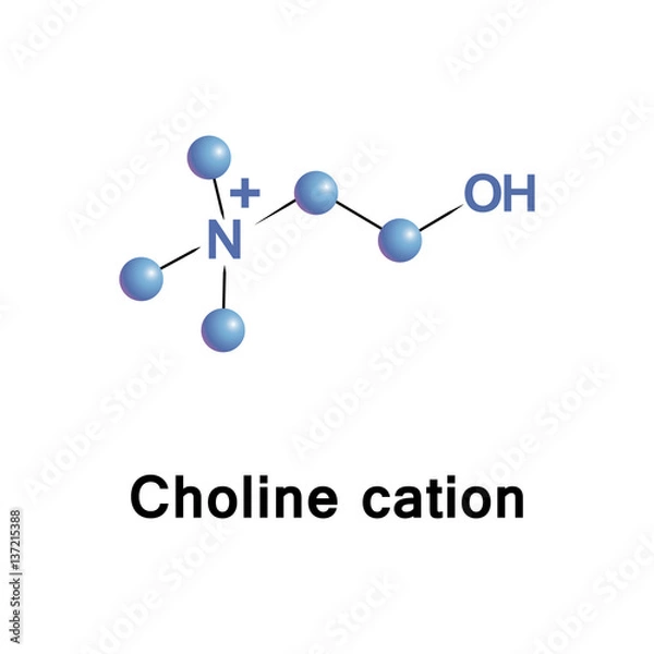 Fototapeta Choline cation sets in head groups of phosphatidylcholine and sphingomyelin, phospholipids of cell membranes. It is precursor of neurotransmitter acetylcholine, for memory and muscle control functions