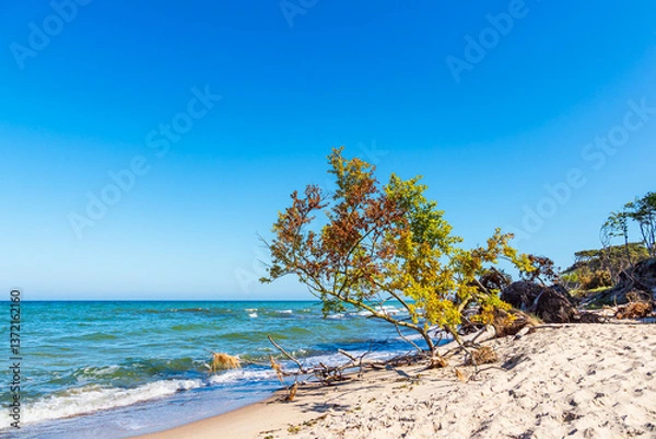 Fototapeta Umgestürzter Baum am Weststrand auf dem Fischland-Darß