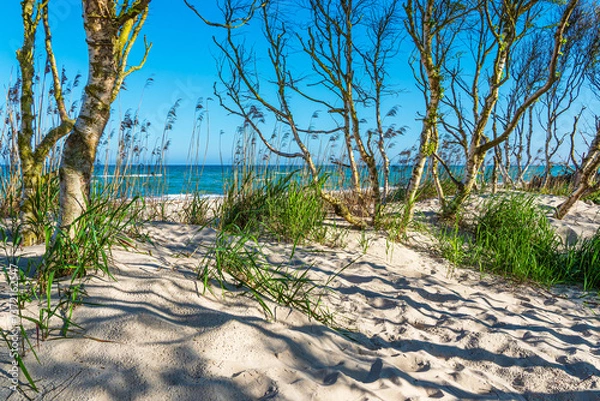 Fototapeta Düne und Küstenwald am Weststrand auf dem Fischland-Darß