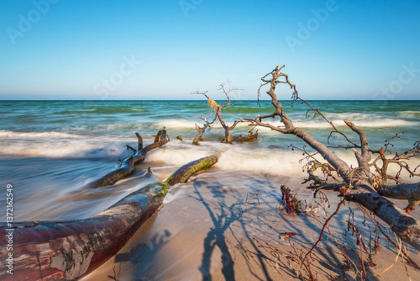 Fototapeta Umgestürzter Baum am Weststrand auf dem Fischland-Darß