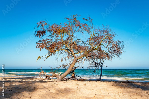 Fototapeta Umgestürzter Baum am Weststrand auf dem Fischland-Darß
