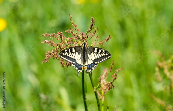 Obraz Papilio machaon