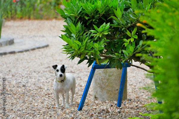 Fototapeta 可愛い子犬
