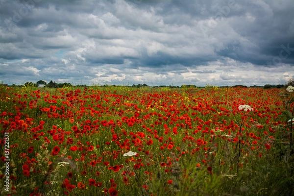 Obraz Poppyfield