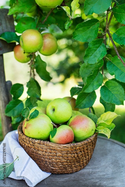 Obraz Apples harvest