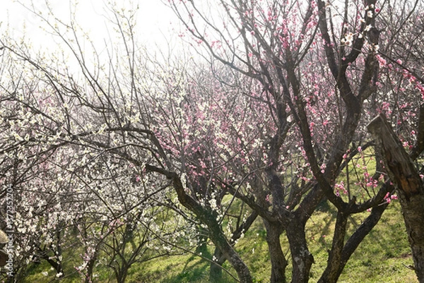 Fototapeta 百花繚乱