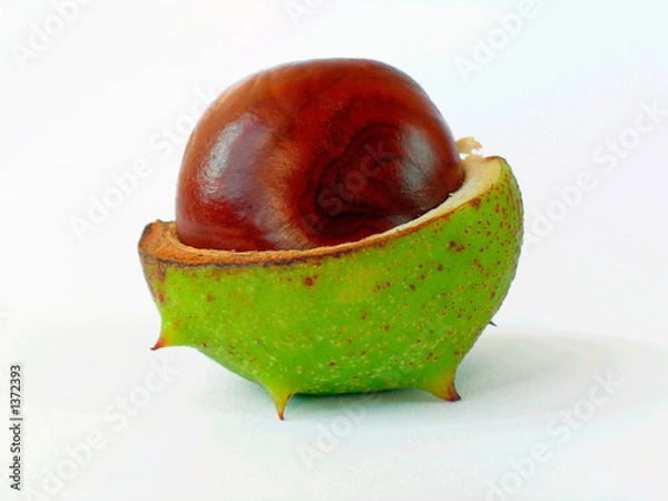 Fototapeta chestnut-2