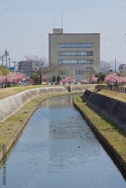 Obraz 倉敷川　満開の河津桜の春　倉敷川親水公園
