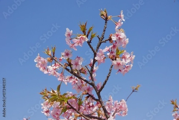 Obraz 倉敷川　満開の河津桜の春　倉敷川親水公園
