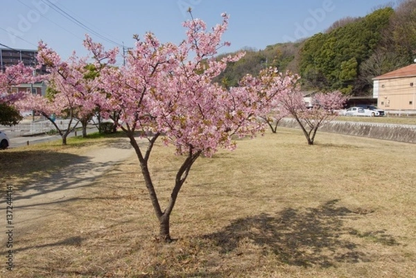 Obraz 倉敷川　満開の河津桜の春　倉敷川親水公園
