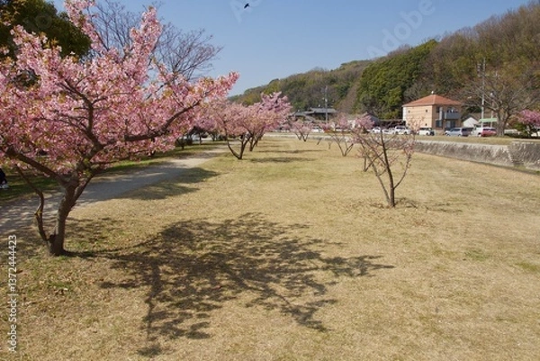 Obraz 倉敷川　満開の河津桜の春　倉敷川親水公園
