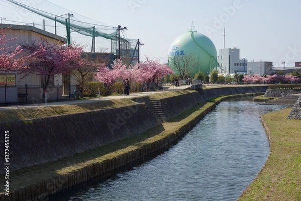 Obraz 倉敷川　満開の河津桜の春　倉敷川親水公園
