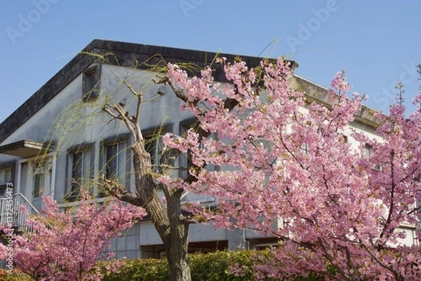 Obraz 倉敷川　満開の河津桜の春　倉敷川親水公園

