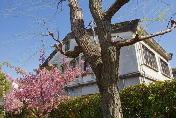 Obraz 倉敷川　満開の河津桜の春　倉敷川親水公園
