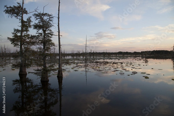 Obraz Beautiful Swamp