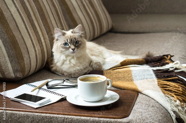 Fototapeta Cup of hot coffee with marmalade book points the blanket on the couch and cat the window