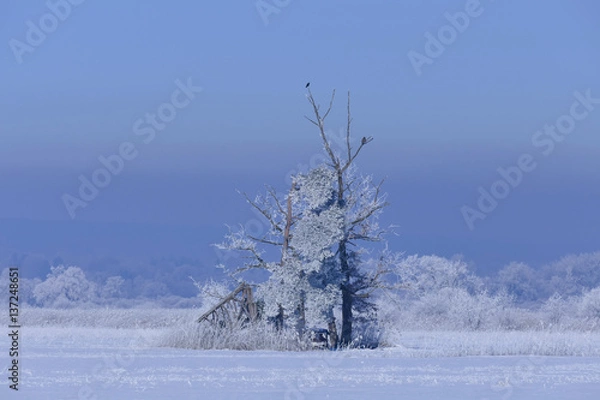 Obraz Rime on trees on a cold winter day, Upper Bavaria, Germany