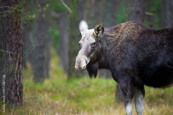 Fototapeta moose in the woods