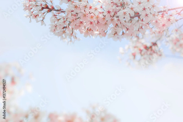 Fototapeta sakura flowers (cherry blossom flower) of pink color on sunny backdrop. Beautiful nature spring background with a branch of blooming sakura.