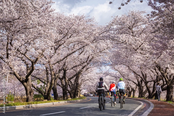 Fototapeta Beautiful cherry blossom tunnel and cherry trees on both sides of the road, Cyclists are cycling in the Cherry Blossom Festival in Gyeongju, South Korea.
