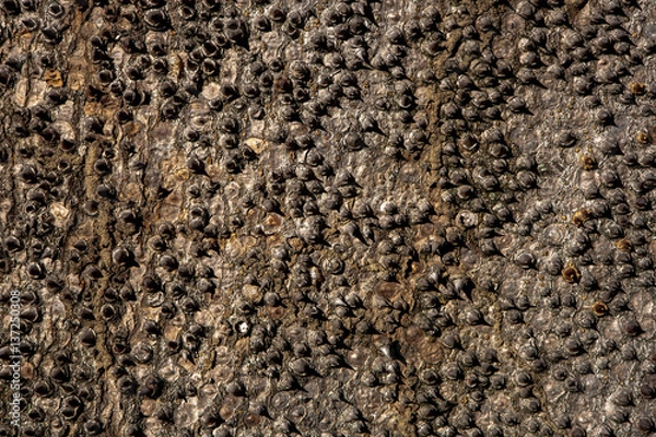 Fototapeta Spiny tree trunk