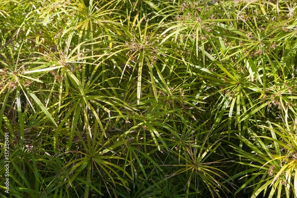 Fototapeta Green papyrus