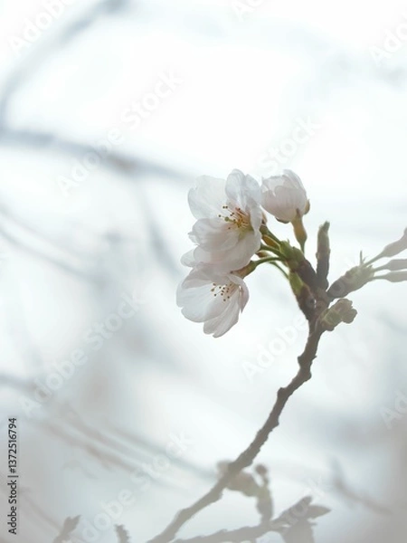 Fototapeta 開花した桜のマクロ撮影