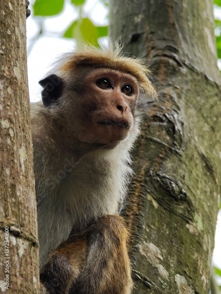 Obraz macaca