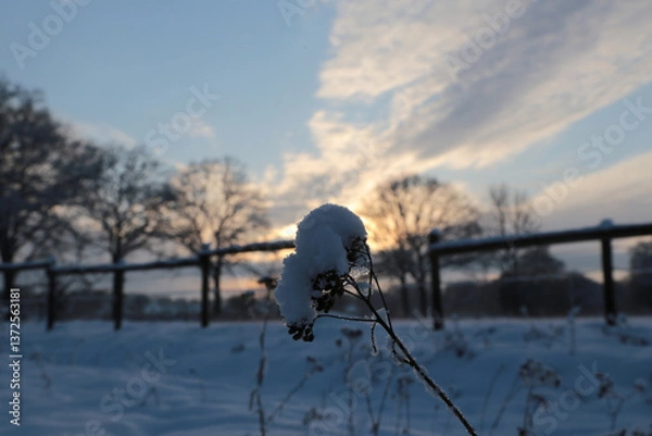 Obraz Winterwonderland auf einem Pferdehof in Norddeutschland