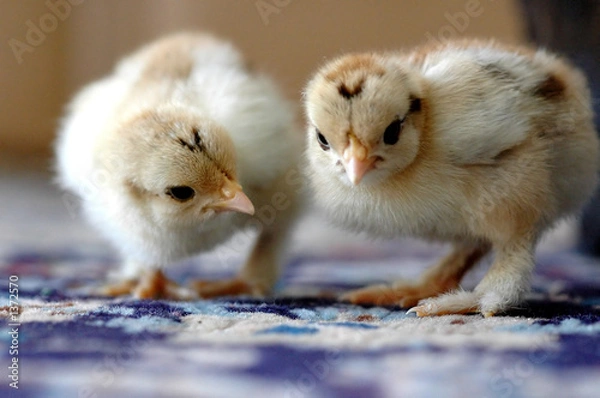 Fototapeta looking for something