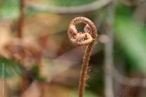 Fototapeta 春の野原に生えた蕨のある風景
