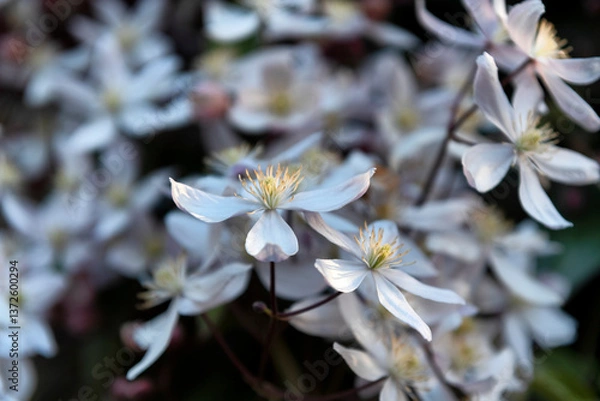 Obraz Clematis armandi or evergreen clematis