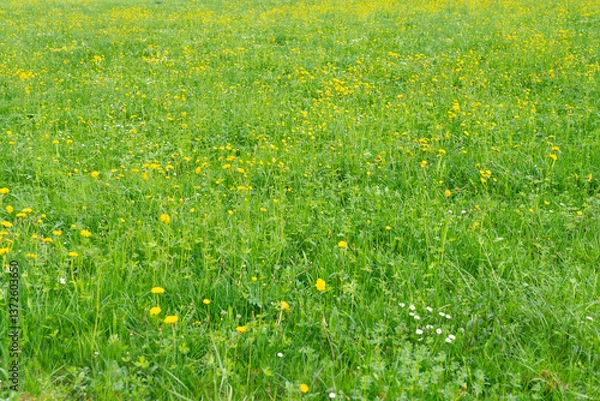 Fototapeta Grass fields and yellow flowers growing everywhere