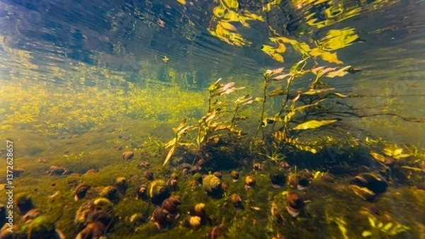Fototapeta shallow river Buger human pollution, water-starwort marsh plant, valve snail shell and Spirogyra green hair algae on riverbed, surface reflection underwater, low visibility organic mud particle silt