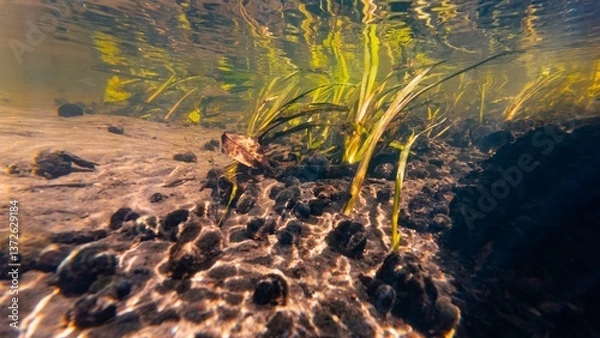 Fototapeta ramshorn valve snail shell, bur-reed marsh plant grow emersed on riverbed, shallow river Buger in Lityn human pollution, sun ray surface reflection underwater, low visibility organic particle silt