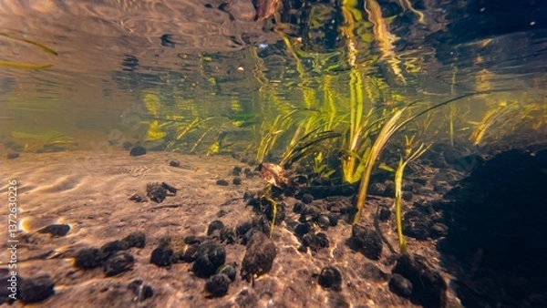 Fototapeta bur-reed marsh plant grow emersed in fast flow, ramshorn valve snail shell, shallow river Buger riverbed in Lityn, sun ray surface reflection underwater, low visibility organic particle silt substrate